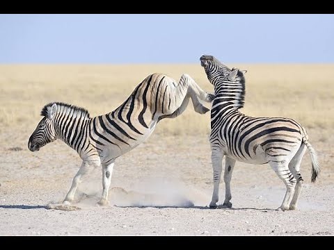 Zebras Three Different Species of Zebra Equidae Plains Zebra, Grevy's Zebra and Mountain Zebra