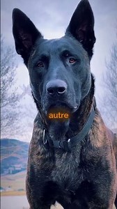 Power or Discipline? Pitbull vs Dutch Shepherd