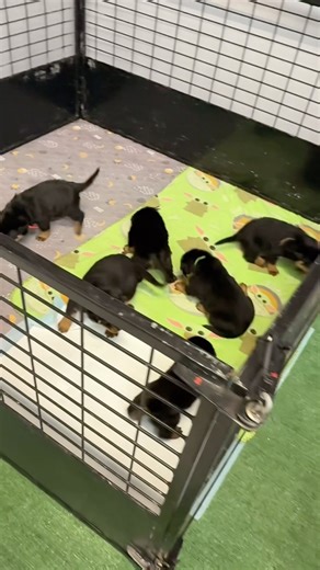 4 weeks old puppies