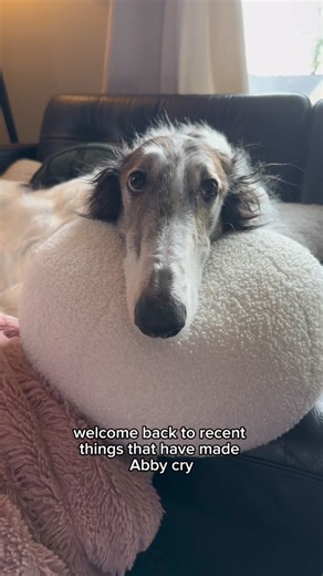 Recent Things That Made Abby Cry - A Humorous Compilation