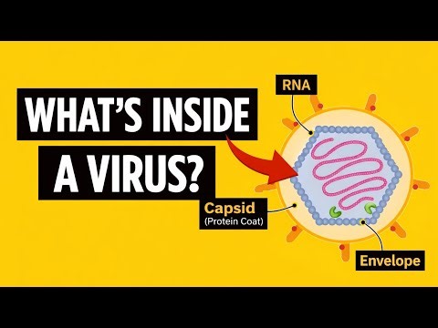 Structure of Virus | MDCAT Biology