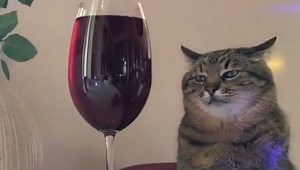 A Wizard Turned Me Into A Cat | Know Your Meme