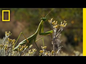 Yosemite's Strangest Love Story | America's National Parks | National Geographic