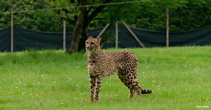 Watch: Is the female cheetah faster than the male? This speed test finds out