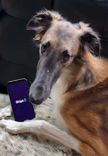 try @Shipt for all your same-day delivery needs 🐾 | shipt