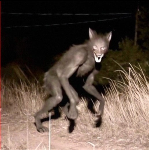 35K reactions · 1.6K shares | Skinwalkers Disclaimer: This video is made for entertainment purposes only, an artistic creation of a speculative scenario of a Skinwalker. #Skinwalker #skinwalkers #Werewolf #werewolves #cryptid #ai #aiart #creepy #scary #viral #fyp | Cryptid Zoos | Facebook