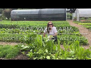 Horseradish Leaves Recipe Tips-Week 2 CSA by Side Yard Farm