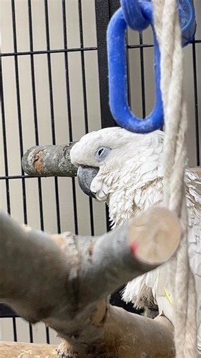 2025 has worn Roo Roo out! | Fish Tails Pet Emporium