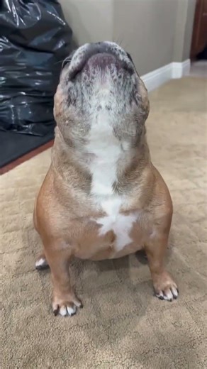 Why is every French Bulldog so dramatic? 😂 #frenchbulldog #cutedogs #frenchie #funnypets #puppy