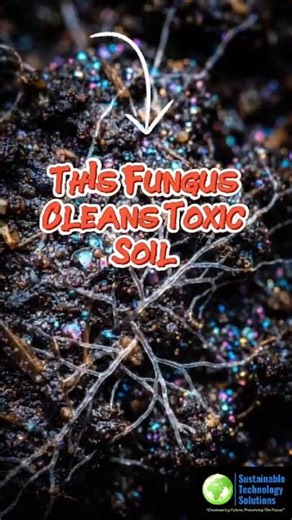This Fungus Cleans Toxic Soil (Mycoremediation)
