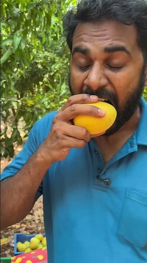 Premium Alphonso & Imam Pasand Mangoes Online! 🥭 | Suvai Mango Mania #mango #food