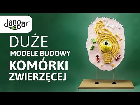 Jangar – Duże modele komórki zwierzęcej. Budowa komórki. Pomoc dydaktyczna.