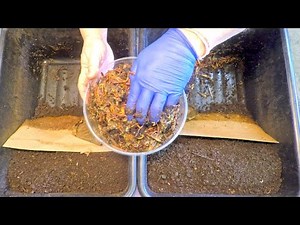 Haul-out of "original" red wiggler worms after just 10 days of horizontal migration - vermicompost