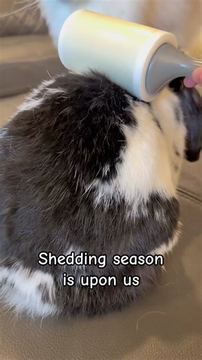 Satisfying Rabbit Shedding Season: Tips and Tricks