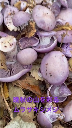 晩秋のムラサキシメジは美しい #mushroom #キノコ採り #きのこ