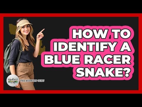 How To Identify A Blue Racer Snake?