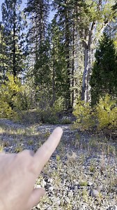 Here's the audio to the growl. We made sure the other campers were gone when we did our Bigfoot calls. We heard the sound of rock splashing in the creek before the growling sound. We are certain no one else was around and drove as far as we could to the other side of the creek to check for people. | Bigfoot Evidence