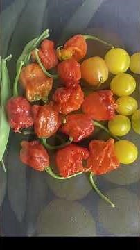 Deep Mulch and Walter's Garden