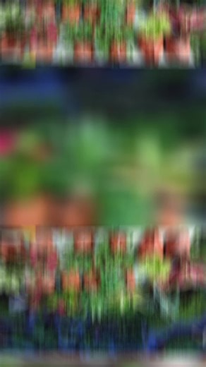 Bên em có về một số kiểng lá ...mời anh chị tối nay vào xem ủng hộ em nhé