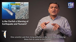 A rare deep-sea fish, called the ‘Oarfish,’ has been spotted on beaches in Spain and Mexico, sparking fear and curiosity worldwide. Known for its long, ribbon-like body and bright orange fins, the oarfish usually lives deep in the ocean, around 650 feet below the surface. Its appearance on beaches is rare, and many believe it could be a sign of an upcoming natural disaster. Why is it Called the ‘Doomsday Fish’? In Japanese folklore, the oarfish is known as the "Messenger of the Sea God." People 