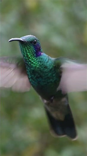 🌸 🌍 Atacama’s Super Bloom of Pure Wonder