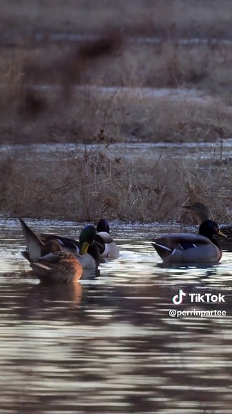 Mallard Hens Calling in Arkansas