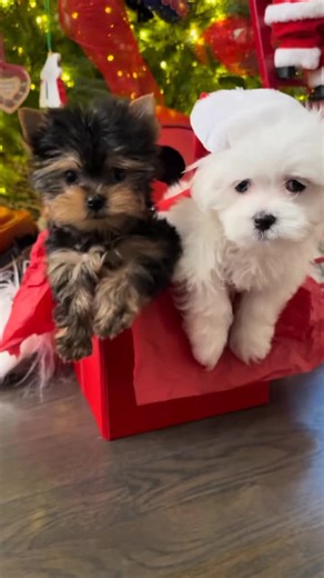 🎄✨ Looking for love this Christmas? Our adorable Yorkie & Maltese puppies are ready to snuggle their way into your heart! 💕🐾 Fluffy faces, tiny paws, and endless holiday magic… it doesn’t get cuter than this. 🎁✨ 🎅🏼💛 From Poshable Puppies Chicago, bringing joy, kisses, and Christmas sparkle all season long. #YorkiePuppy #MaltesePuppy #ChristmasPuppies #ChicagoPuppies #yorkshihpuppy #shihtzupuppy #yorkiepuppy #fyp #fyppppppppppppppppppppppp #fypage #atlantabreeder #viral #bear 🎄🐶✨