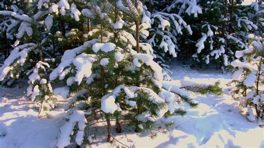Free video - Trees, Spruce, Snow, Sun, Nature