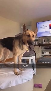 252K views · 10K reactions | 52 Funny #pet #cat #dog #cute #animals #foryou #typ | Lucky Morelife | Facebook