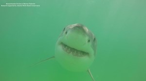 “Study Presents First Population Estimate for White Sharks off Cape Cod, Massachusetts - Newest white shark hotspot among the largest worldwide” Megan Winton, Research Scientist at the Atlantic White Shark Conservancy, is lead author on a study published today in the journal Marine Ecology Progress Series as the feature article! Megan and her co-authors, Gavin Fay from the University of Massachusetts Dartmouth’s School for Marine Science and Technology (SMAST) and Greg Skomal the Massachusetts D