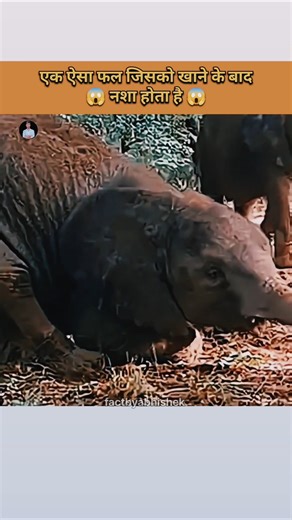 एक ऐसा फल जिसको खाने के बाद नशा होता है 😱 #shocking