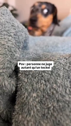 Non mais le regard 😂 CD : @sandra.angely — Pour ceux souhaitant adopter un teckel, nous avons conçu un guide complet sur la race ⤵️ - Préparation à l’adoption - Recommandation d’élevages - Accueil à la maison, éducation Et d’autres chapitres pour vous aider à réussir votre adoption sans stress ! 👉 Disponible en cliquant sur le lien en bio ou sur www.teckeltrotteur.com #teckel #teckeltrotteur #teckelofinstagram #teckelpuppy #funnydogs #chiensaucisse | Teckel Trotteur