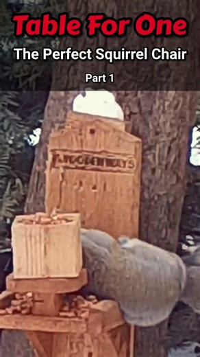 The Table for One - best squirrel feeder ever?