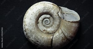 Spinning snail gastropod shell macro Stock Video