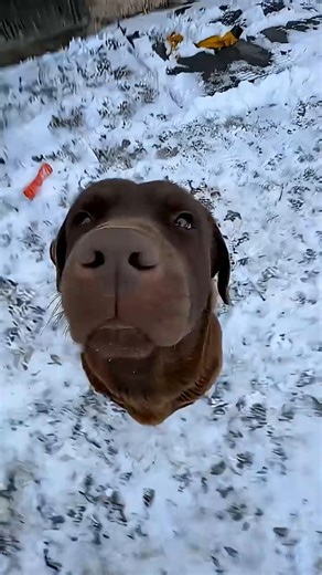 The cutest beat drop you’ll see today! #funny #comedy #reaction #shorts