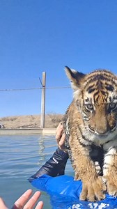79K views · 3.1K reactions | Tiger cub swimming lessons take lots of encouragement #tiger #swim #swimming #pool #baby #animals #cute #TheAdamProject #SchickAsks(949) #reelsfbシ #skills #reels #trending #viralreelsfb #USA #reelsinstagram #videolucu #reallife #reelsviralシ | brittneyandzion Desy | Facebook
