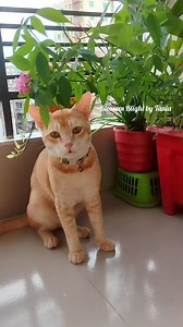 10K views · 43 reactions | Good morning 鹿 Say Maa-Sha-Allah  | Blossom Blight by Tania | Facebook