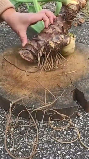 Cutting the brown taro root manually with a sharp metal axe for a very neat garden finish saja