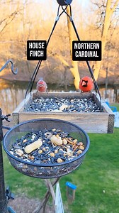 14K views · 223 reactions | Nature.. what else do you really need? #birds #birbs #birdwatching #birdfeeder #birdnerd #asmr #foryourcat #nature #relaxing #fyp | The Chirp Corner | Facebook