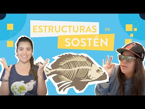 Estructuras de sostén