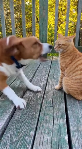 Dog can't contain his excitement when he spots his feline friend chilling on the porch! #dog #cat #pets | Animal Wonders