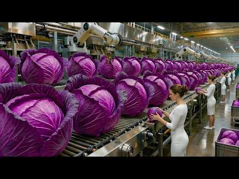 Inside a Modern Factory: How Red Cabbage Is Harvested, Processed, and Packed for Fresh Salad