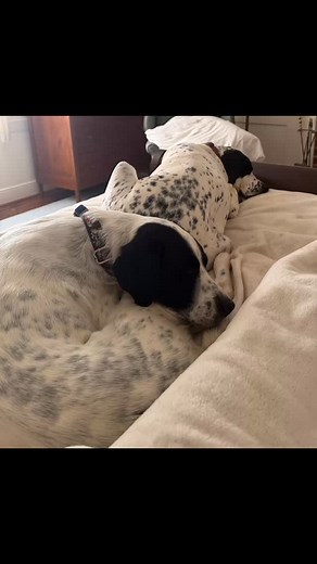 I can’t yet climb every mountain, but I can go up and down the stairs! Second hip replacement recovery is made easier with the constant aid of my personal nurses, especially our newest member of staff, Minnie Taylor, who celebrates ten days with us today. #muttsofinstagram #englishpointer #rescue #reacuedog @lakecountryspca | Liza Nash Taylor