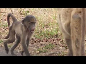 Adorable Baby Baboon Shows Off Its Playful Side! 🐵😍