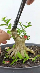23K views · 226 reactions | Super Mini Premna Bonsai Process. #sancang #premna #bonsaitutorial #bonsaiprogramm #bonsaiprocess #bonsaibeginner #bonsaipemula | Henzo Bonsai | Facebook