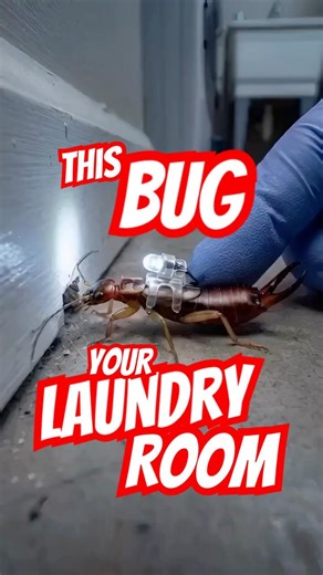 The Weird Bug That Lives Behind Your Washing Machine
