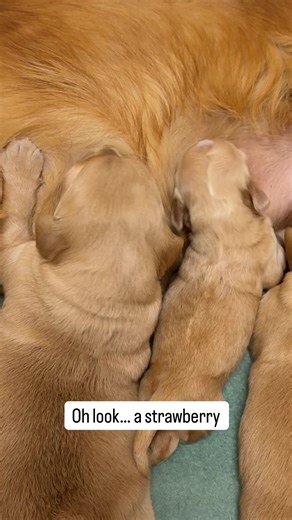 Discover Adorable Golden Puppies Enjoying Strawberries