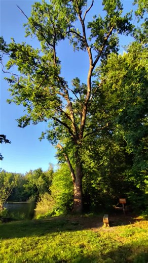 Vidéos de Michel (@simplementmichel) avec оригинальный звук - Alexandr Cardinal