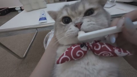 Cat calmly gets its teeth brushed in Guangdong, China