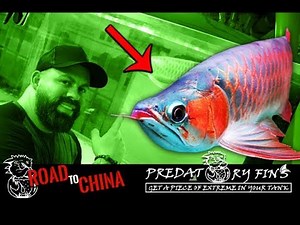 EPIC ASIAN AROWANA breeding facility in CHINA!